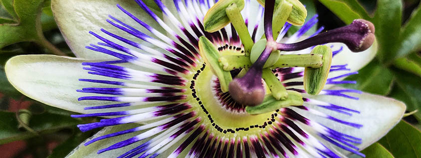 Passionflower tea